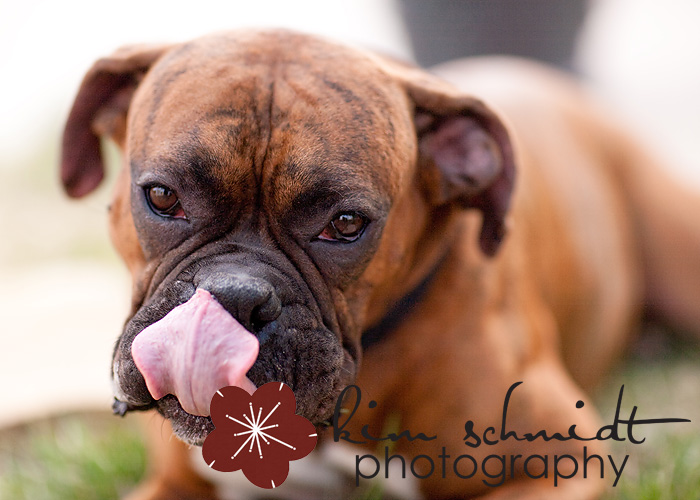 Conner the boxer in mid lick